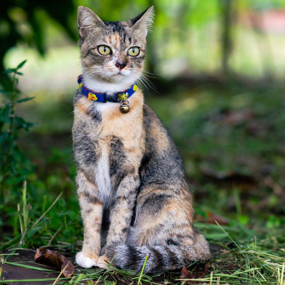 Collars & Leashes